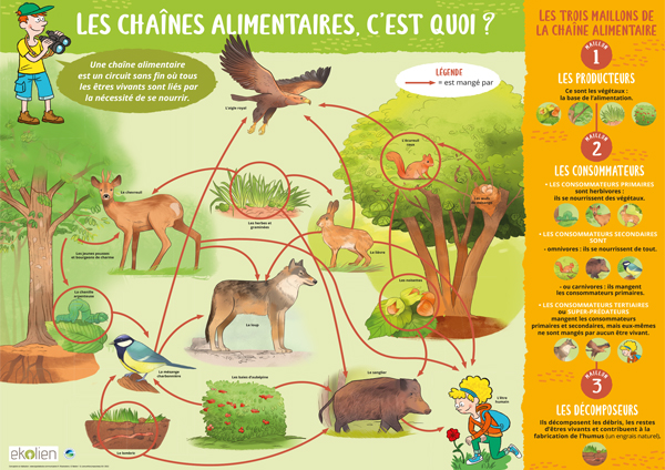 Poster pédagogique : les chaines alimentaires c'est quoi ?