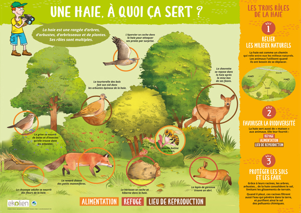 Poster pédagogique : une haie à quoi ça sert ?