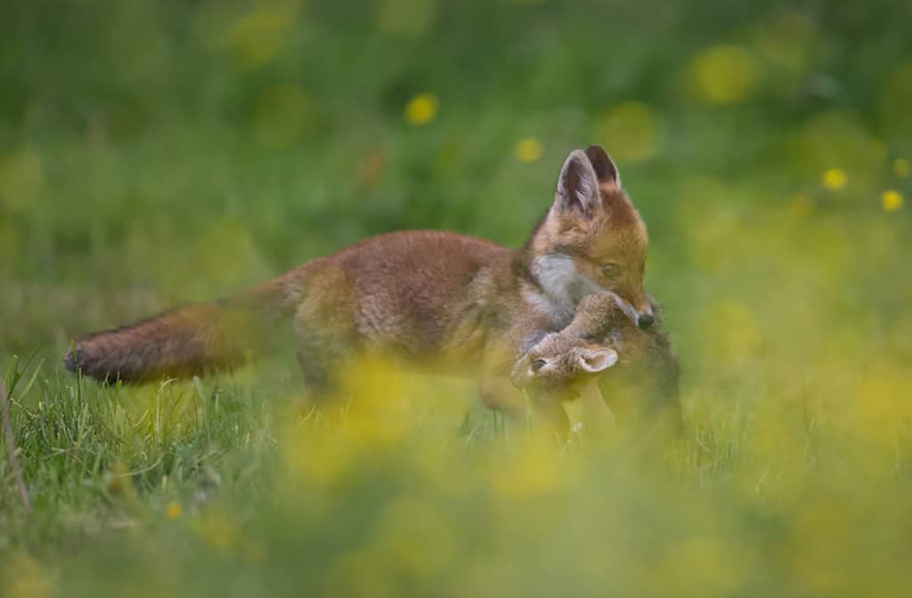 Comment le renard élève-t-il ses petits ? - La Salamandre