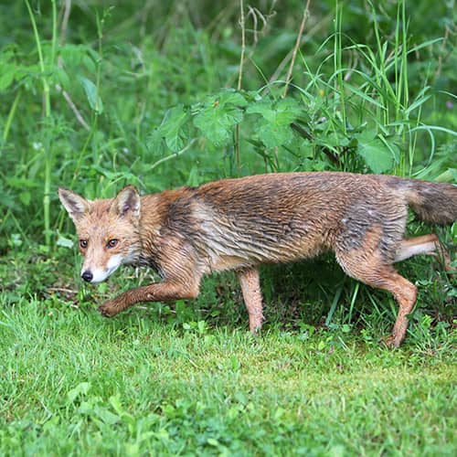 Renard roux chasse