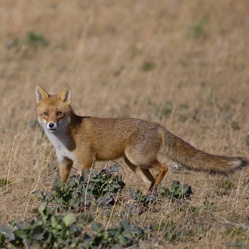 Renard roux prairie