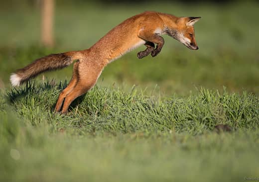 Le renard roux