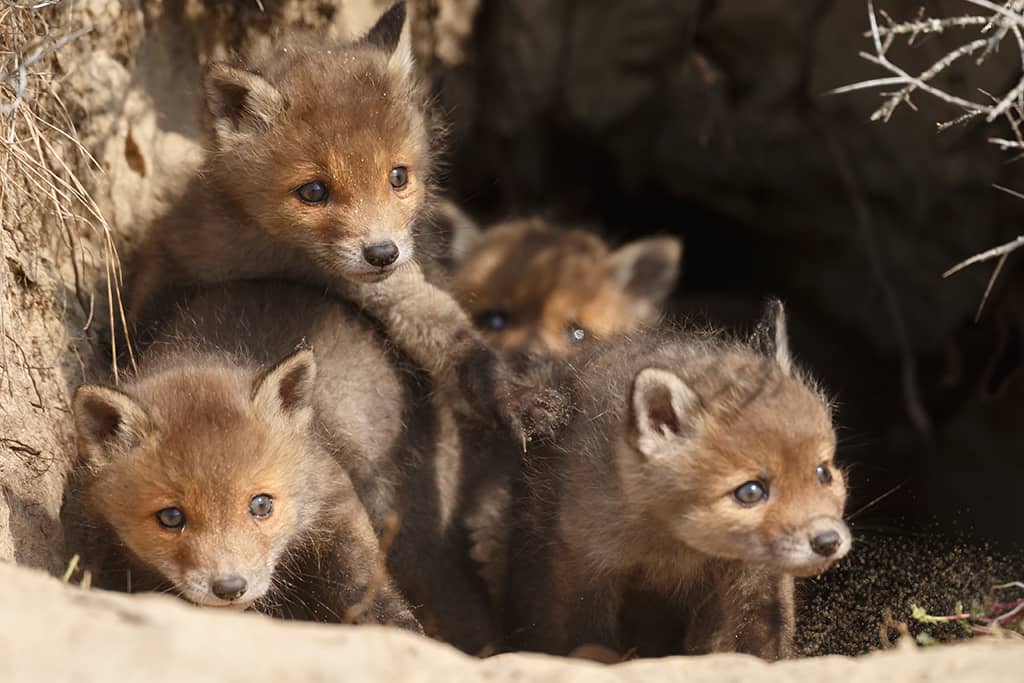 Comment le renard élève-t-il ses petits ? - La Salamandre