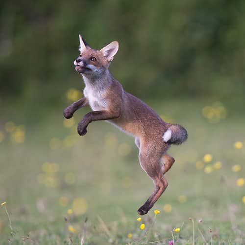 Renard roux saut