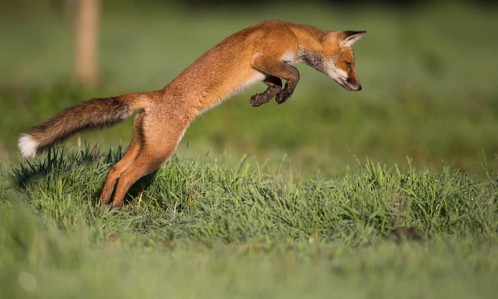 Comment le renard élève-t-il ses petits ? - La Salamandre