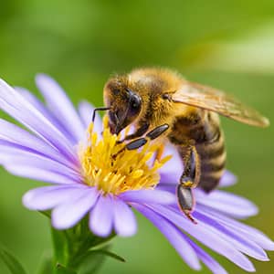 Abeille fleur butine