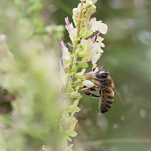 Abeille fleur butine1