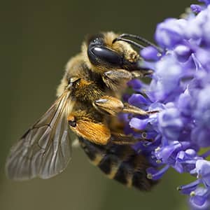 Abeille fleur butine2