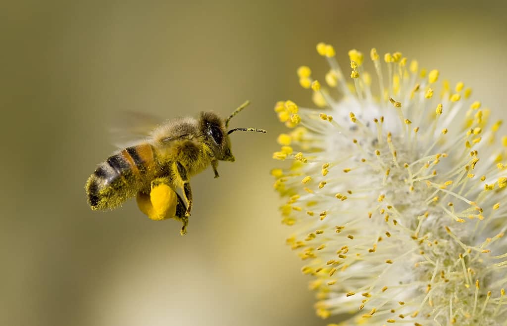 L'abeille : son signe particulier