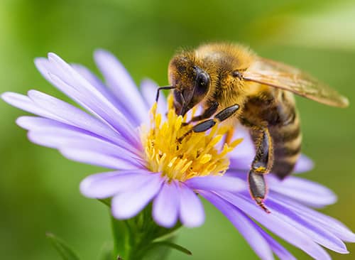 L'abeille