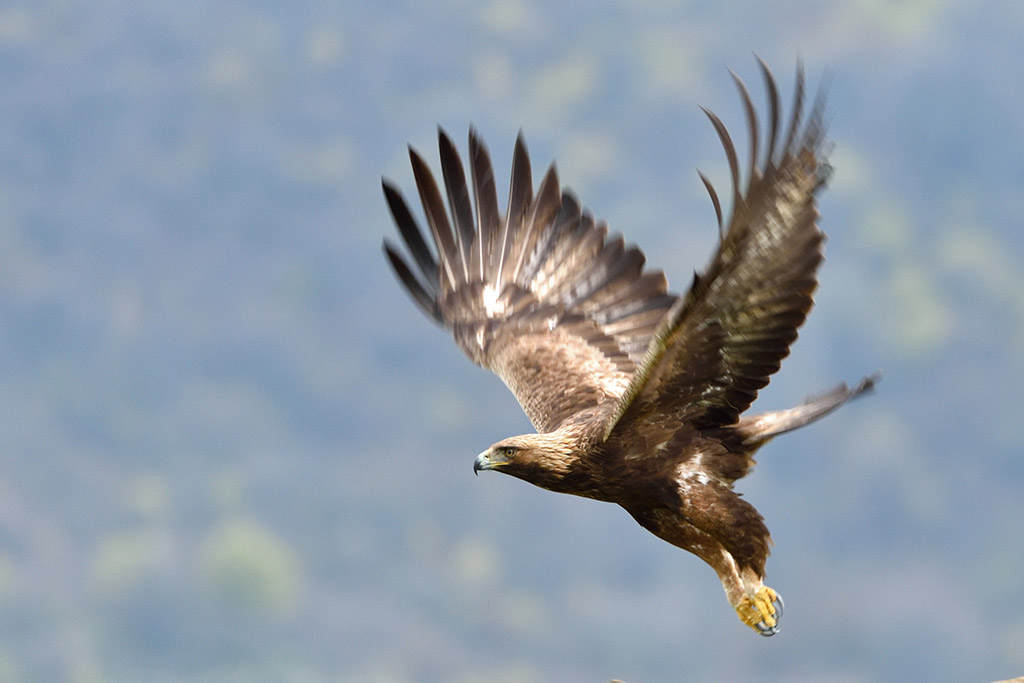 AIGLE