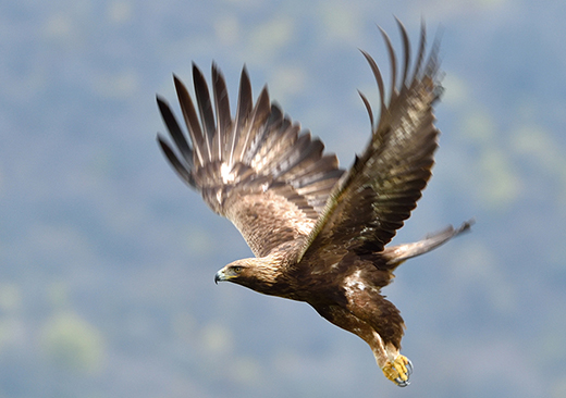 L’aigle royal