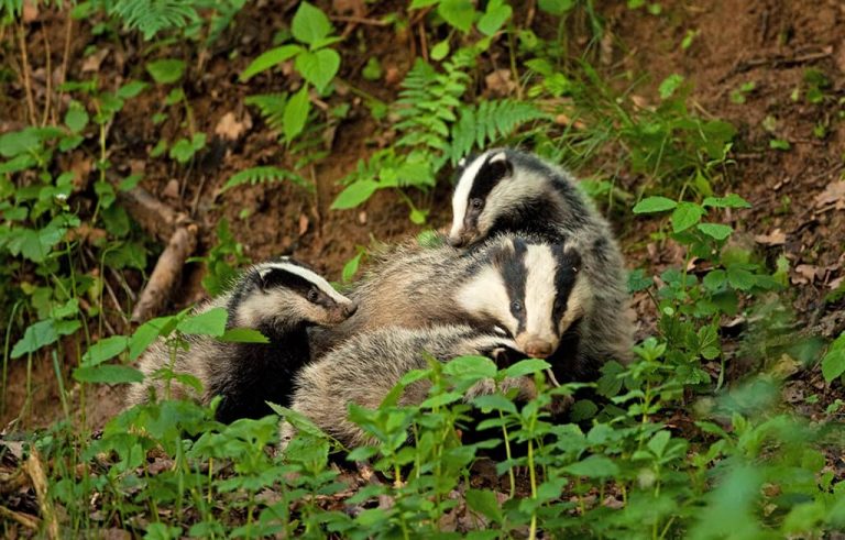 fiches-animaux-le-blaireau
