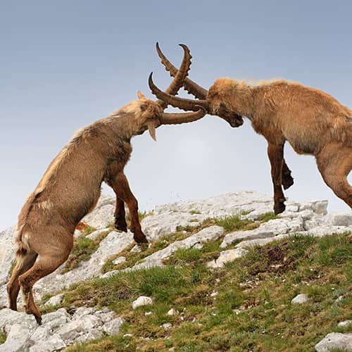 Bouquetin des alpes combat