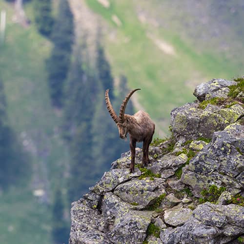 Bouquetin des alpes montagne