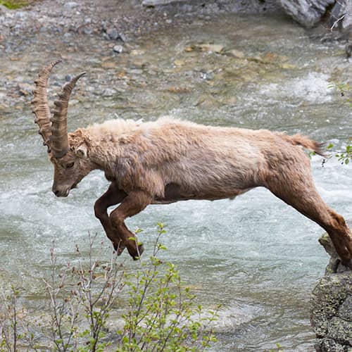 Bouquetin des alpes saut