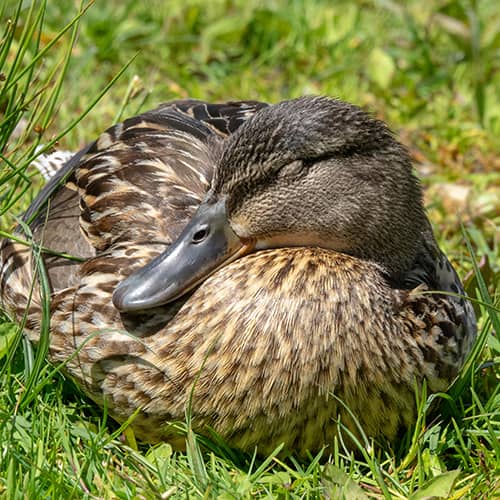 Canard col vert femelle