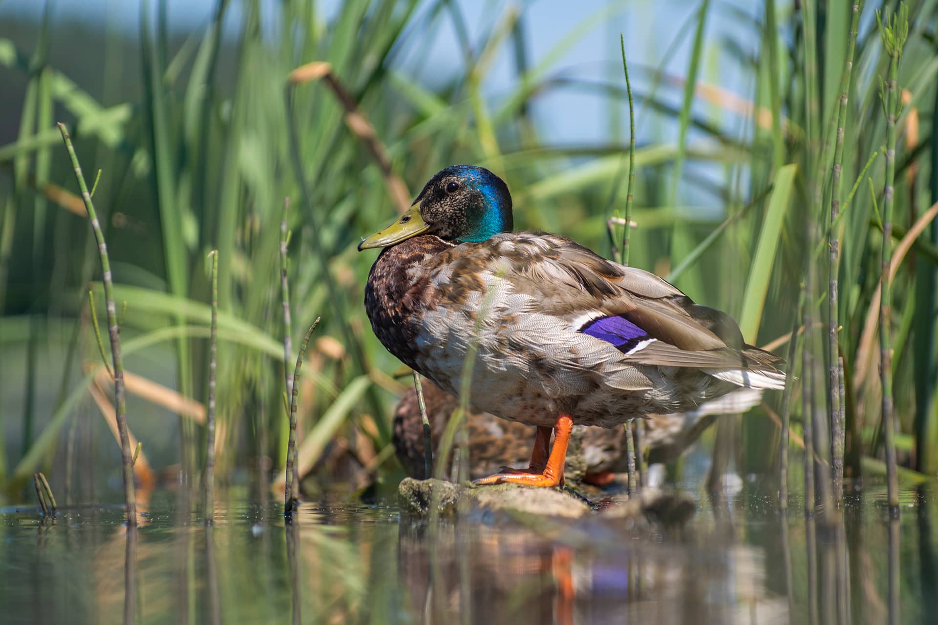 Le canard colvert, canard très commun