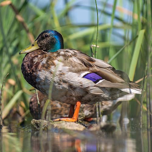 Canard col vert male