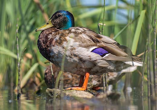 Le canard colvert