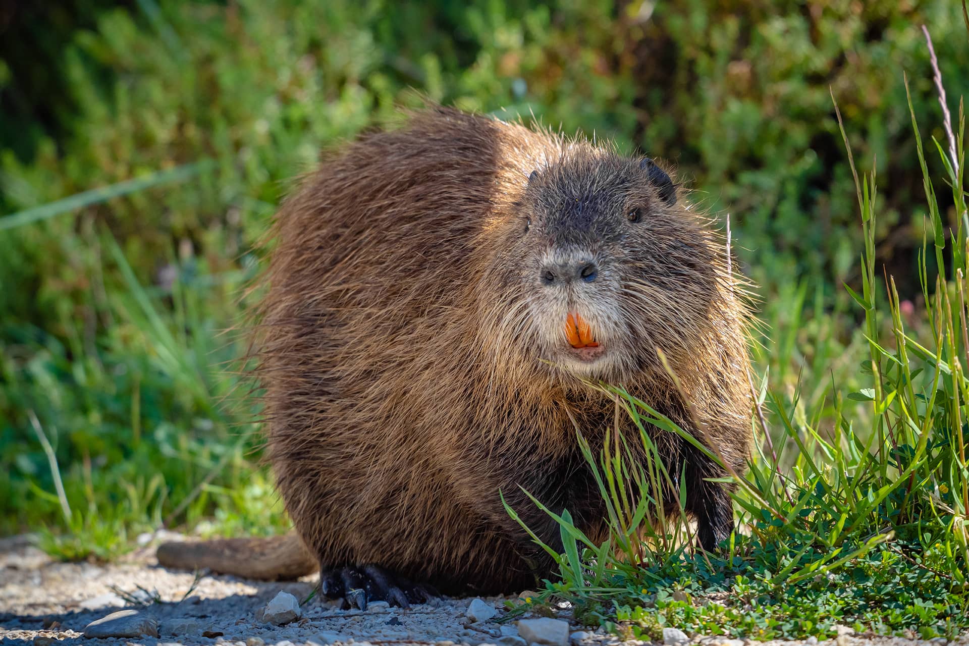 Fiches animaux Le castor d’Europe