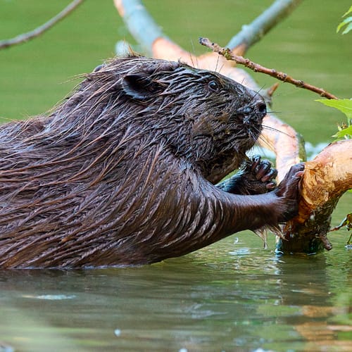 Castor d'Europe eau