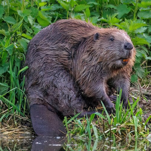 Castor d'Europe dent