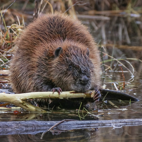 Castor d'Europe rivière