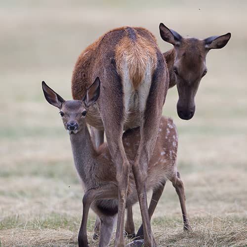 Cerf elaphe biche faon 1