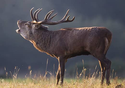 Le cerf élaphe