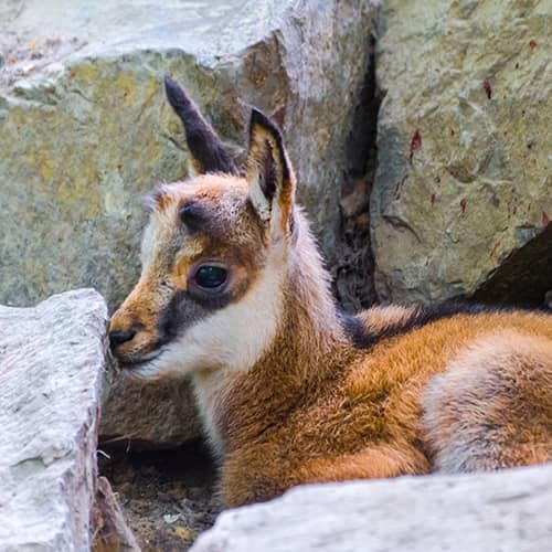 Chamois des alpes chevreau 1