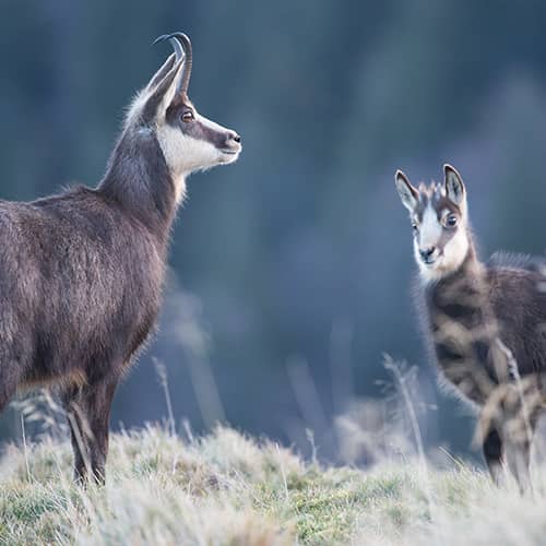 Chamois des alpes chevreau 1