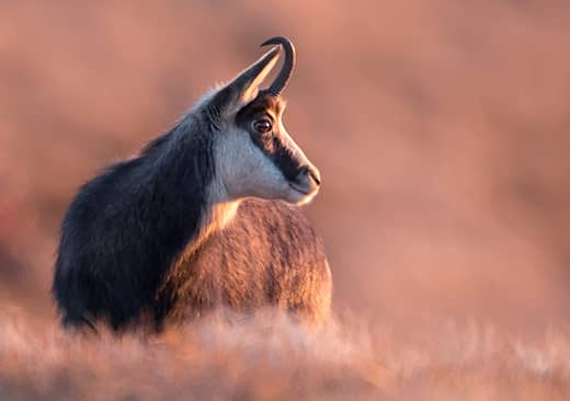 Le chamois des Alpes