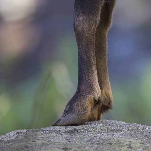 Chamois des alpes sabots 1