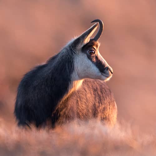 Chamois des alpes soir 1