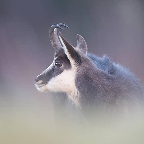 Chamois des alpes tete 1