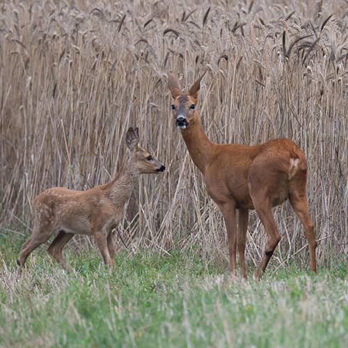 Cheveuil biche faon 1