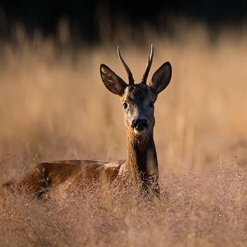 Chevreuil male bois 1