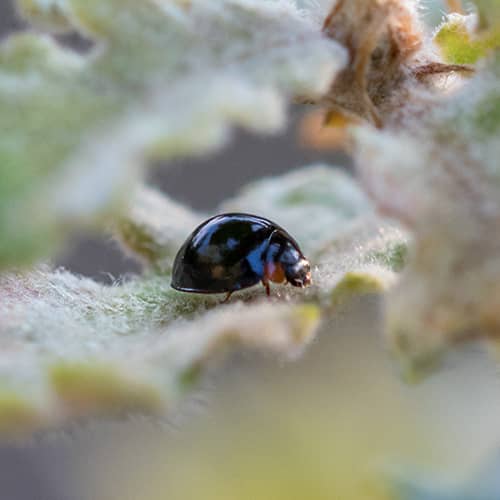 Coccinelle autre espece