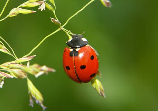 La coccinelle