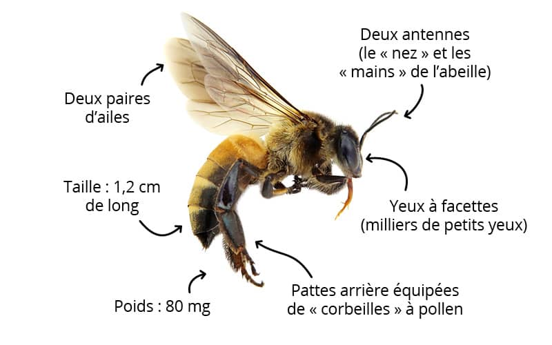 L'abeille : comment la reconnaître ?
