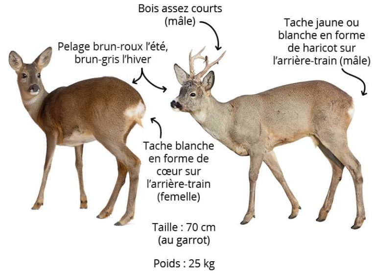 Fiches animaux Le chevreuil