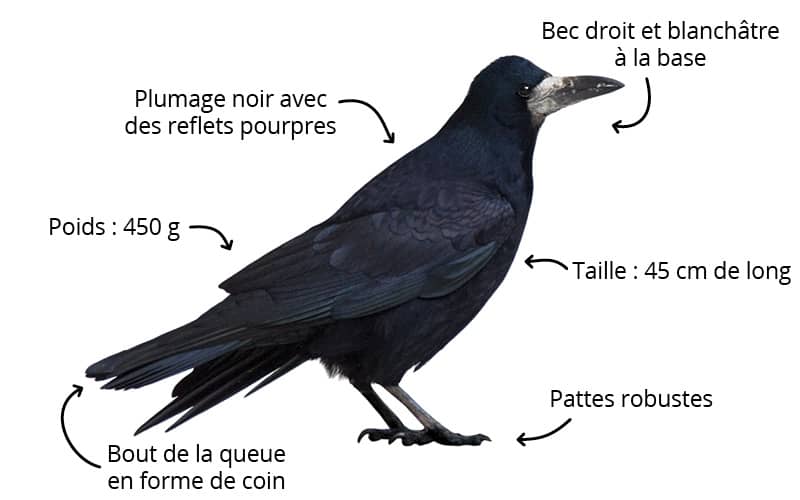 Fiches animaux - Le corbeau freux