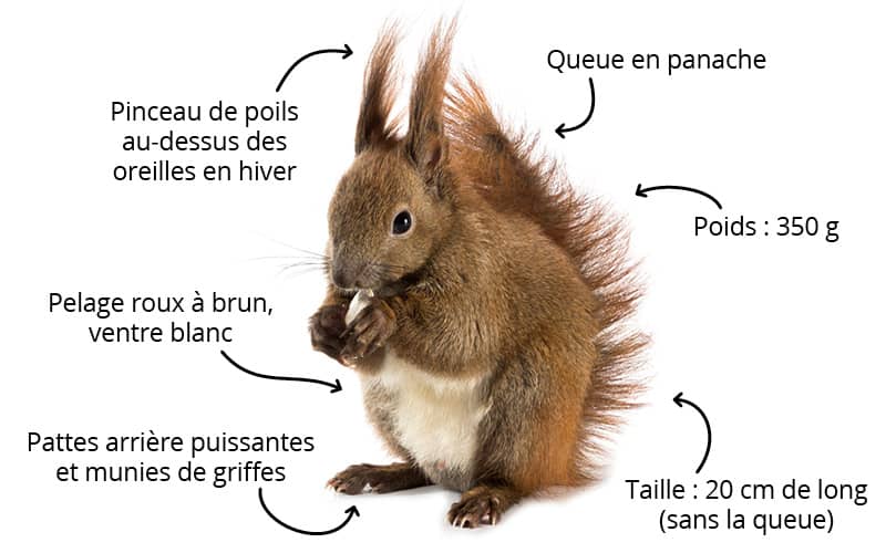 L’écureuil roux : comment le reconnaître ?