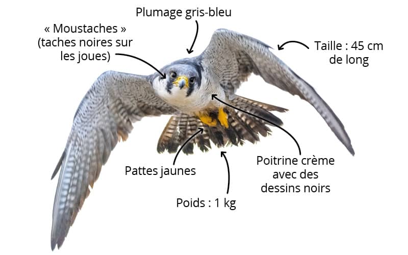 Le faucon pèlerin : comment le reconnaître ?