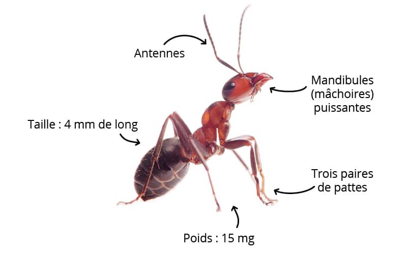 La fourmi : comment la reconnaître ?