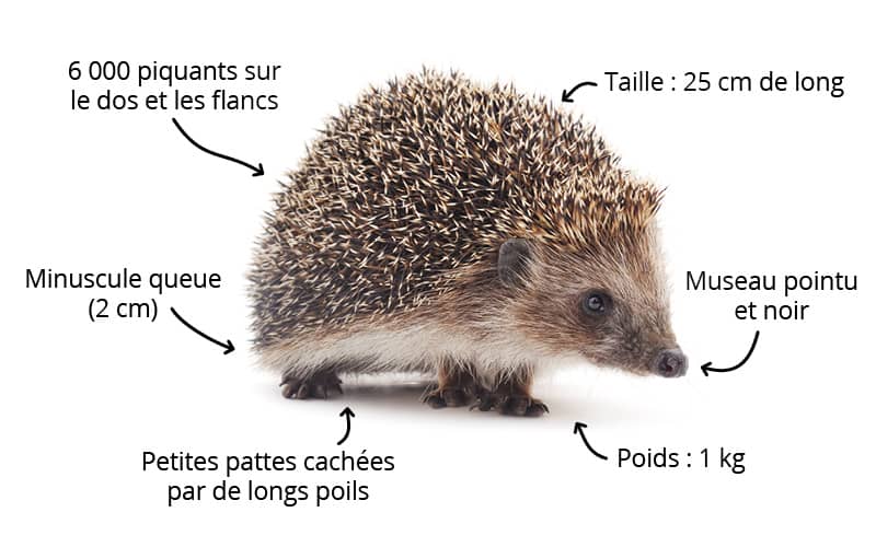 Fiches animaux - Le hérisson d'Europe