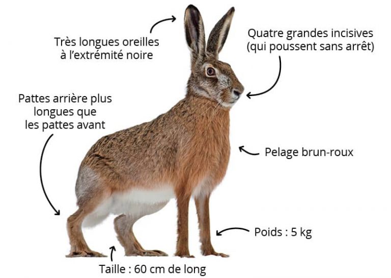 Fiches animaux - Le lièvre d’Europe