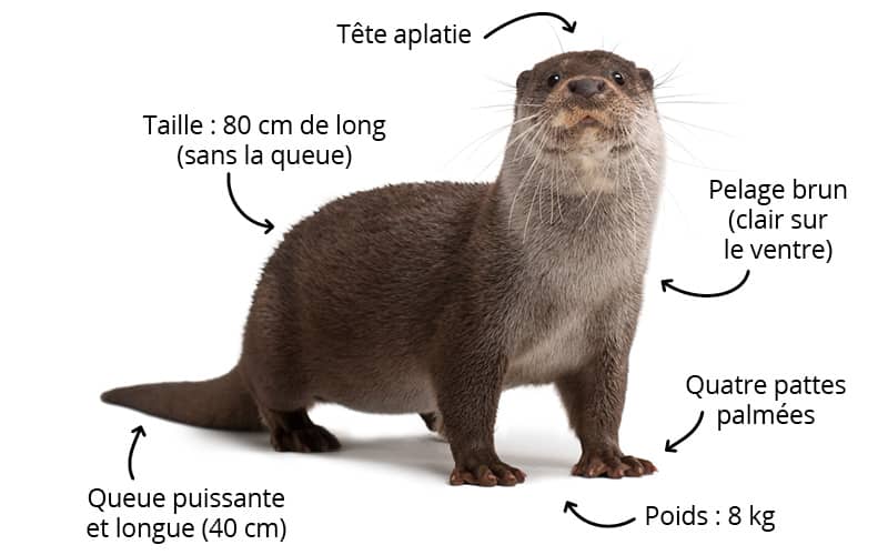 Fiches animaux - La loutre d'Europe