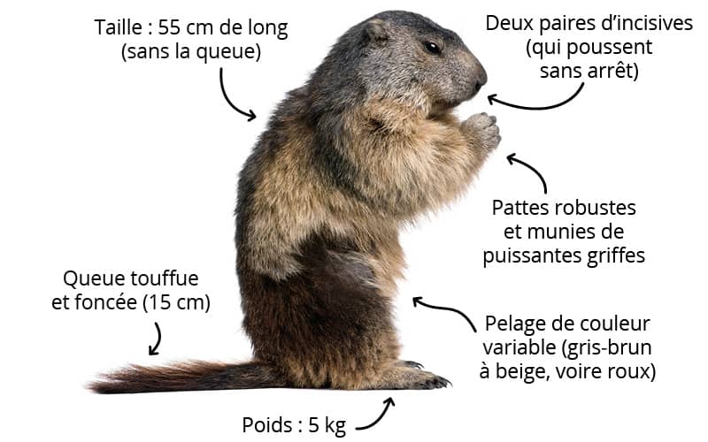 La marmotte des Alpes : comment la reconnaître ?